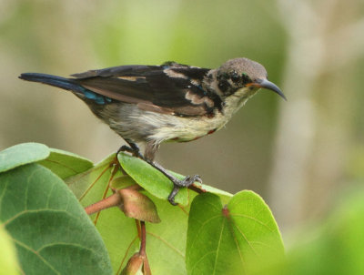 Van Hasselt's Sunbird - Leptocoma brasiliana