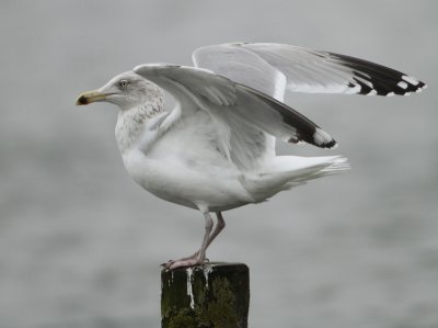Herring Gull - Larus argentatus (Zilvermeeuw)