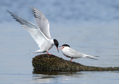 Common Tern - Sterna hirundo (Visdief)