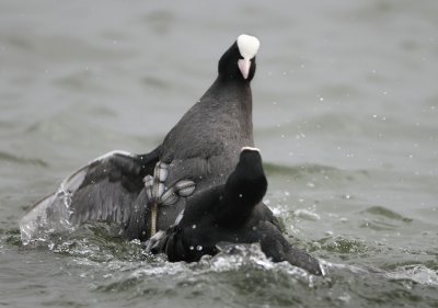 Eurasian Coot - Fulica atra (Meerkoet)