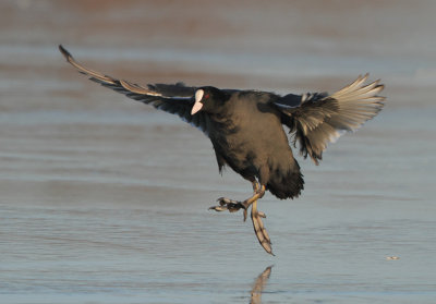 Eurasian Coot - Fulica atra (Meerkoet)