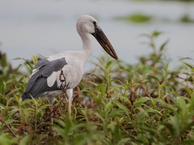 Asian Openbill - Anastomus oscitans (Indische Gaper)