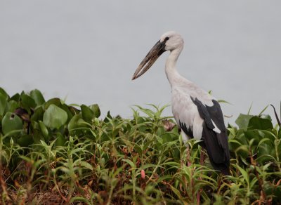 Asian Openbill - Anastomus oscitans (Indische Gaper)