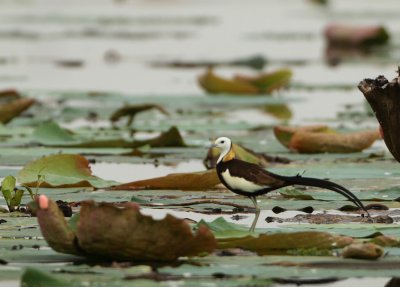 Pheasant-tailed Jacana - Hydrophasianus chirurgus