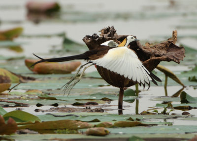 Pheasant-tailed Jacana - Hydrophasianus chirurgus