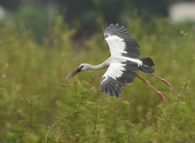 Asian Openbill - Anastomus oscitans (Indische Gaper)