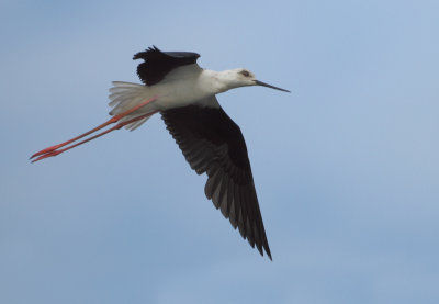 Black-winged Stilt - Himantopus himantopus (Steltkluut)