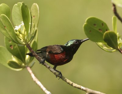 Van Hasselt's Sunbird - Leptocoma brasiliana