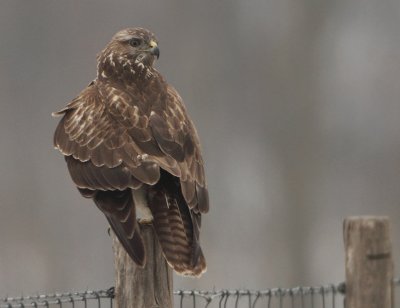 Common Buzzard - Buteo buteo (Buizerd)