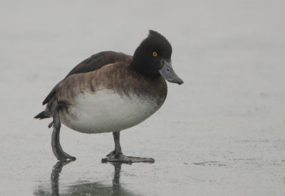 Tufted Duck - Aythya fuligula (Kuifeend)