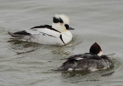 Smew - Mergellus albellus (Nonnetje)