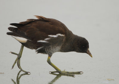 Common Moorhen - Gallinula chloropus (Waterhoen)