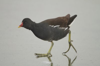 Common Moorhen - Gallinula chloropus (Waterhoen)
