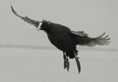 Eurasian Coot - Fulica atra (Meerkoet)