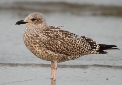 Herring Gull - Larus argentatus (Zilvermeeuw)