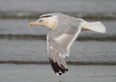 Herring Gull - Larus argentatus (Zilvermeeuw)