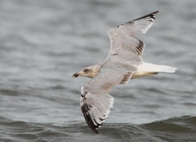Herring Gull - Larus argentatus (Zilvermeeuw)