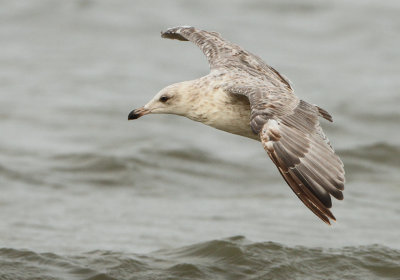Herring Gull - Larus argentatus (Zilvermeeuw)