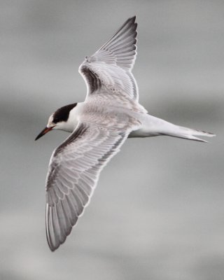 Common Tern - Sterna hirundo (Visdief)