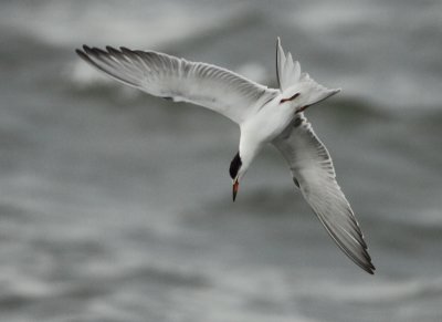 Common Tern - Sterna hirundo (Visdief)