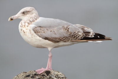 Herring Gull - Larus argentatus (Zilvermeeuw)