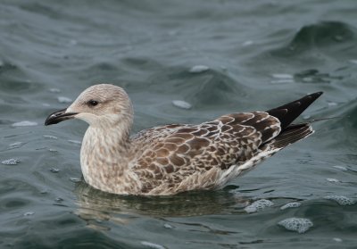 Herring Gull - Larus argentatus (Zilvermeeuw)