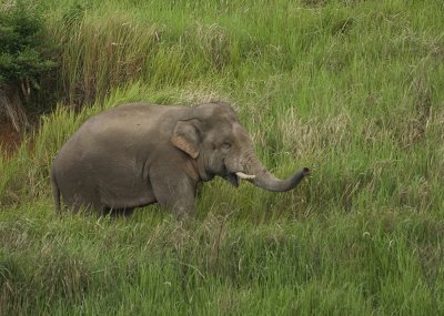 Asian Elephant - Elephas maximus indicus