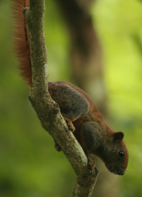 Grey-bellied Squirrel - Callosciurus caniceps caniceps