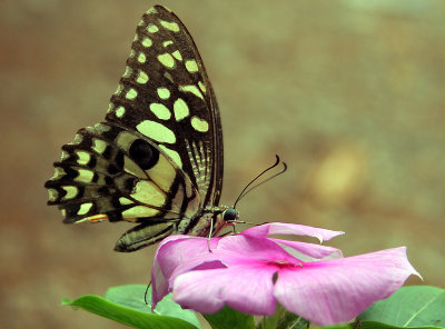 2.  Papilio demoleus (Linnaeus, 1758)