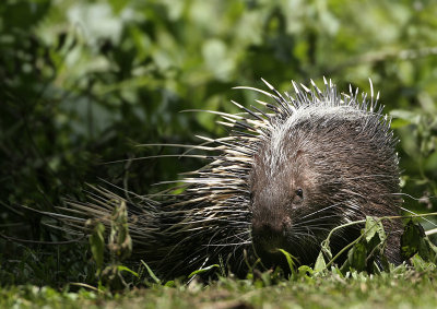 Malaysian Porcupine - Hystrix brachyura