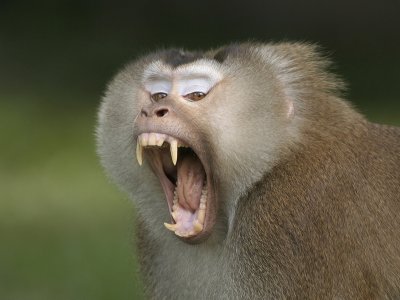 Northern Pig-tailed Macaque - Macaca leonina