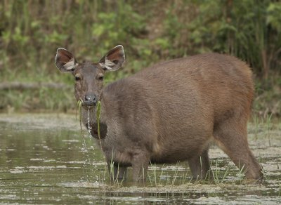 Sambar Deer - Rusa unicolor 