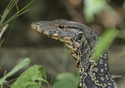 Varanus salvator (Laurenti, 1768)