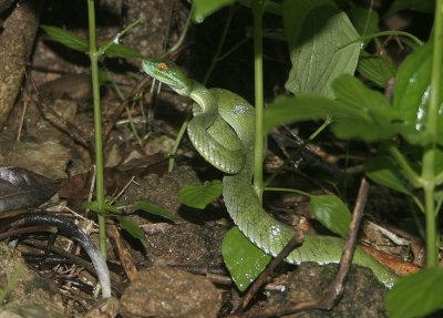 Trimeresurus macrops (Kramer, 1977)