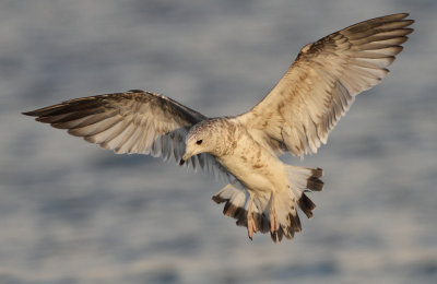 Common Gull - Larus canus (Stormmeeuw)