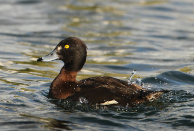 Tufted Duck - Aythya fuligula (Kuifeend)