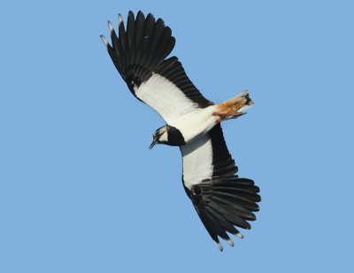 Northern Lapwing -Vanellus vanellus (Kievit)