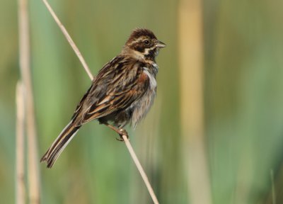 Reed Bunting - Emberiza schoeniclus (Rietgors) 