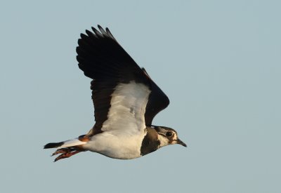 Northern Lapwing -Vanellus vanellus (Kievit)