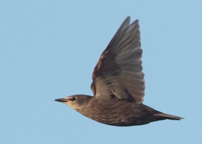 Common Starling - Sturnus vulgaris (Spreeuw)