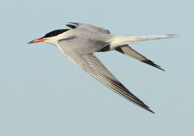 Common Tern - Sterna hirundo (Visdief)