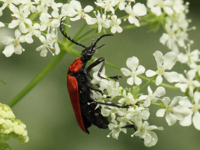 Pyrochroa coccinea (Linnaeus, 1760)
