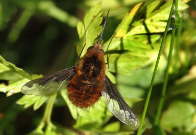 Bombylius major (Linnaeus, 1758)