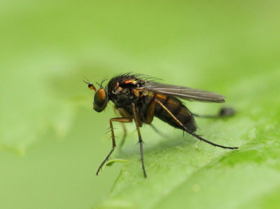 Dolichopus popularis (Wiedemann, 1817)
