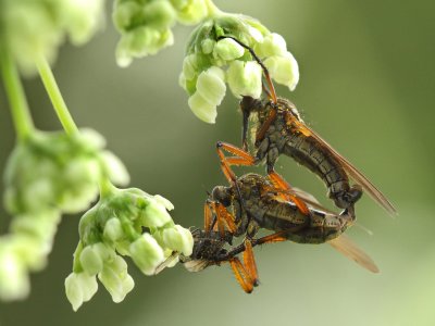 Empididae-spec
