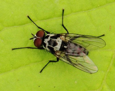 Anthomyia pluvialis (Linnaeus, 1758)