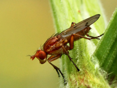 Tetanocera arrogans (Meigen, 1830)