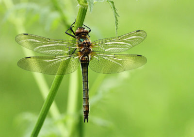 Cordulia aenea (Linnaeus, 1758)
