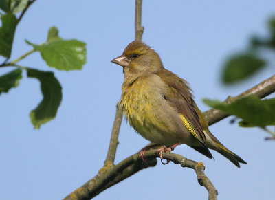 European Greenfinch - Chloris chloris (Groenling)