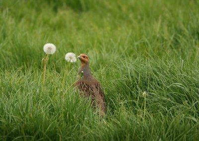 Grey Partridge - Perdix perdix (Patrijs)